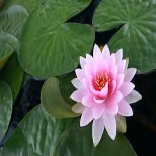 Diwali 2017 why offered lotus flower during goddess lakshmi puja