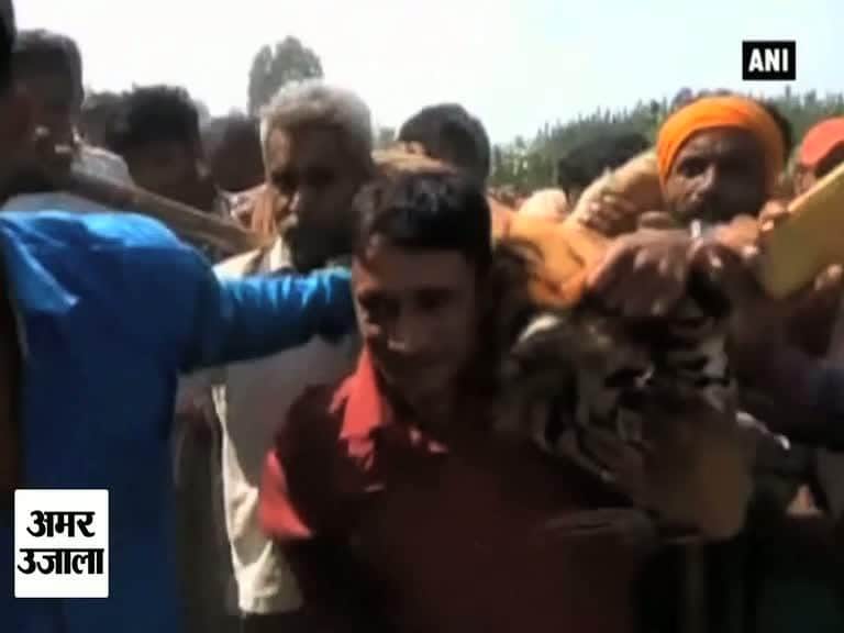 इस बाघिन को मारने में खर्च हो गए एक करोड़ रुपये 