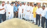 bajra, crops, mandi, kaithal
