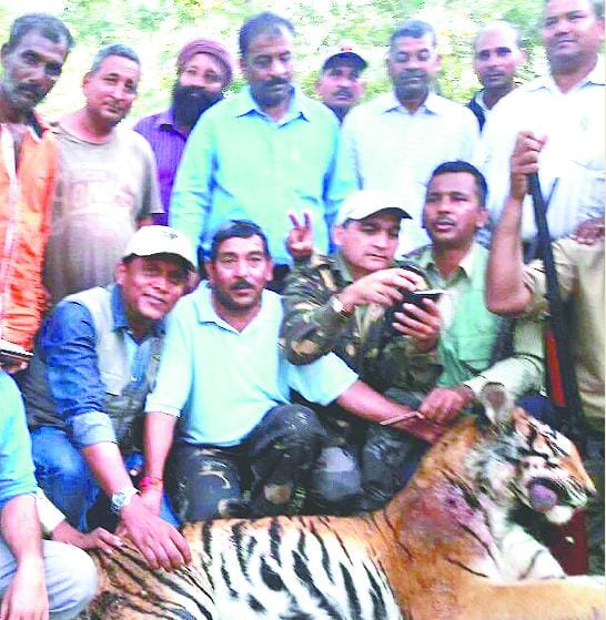 Wear nail became the man-eating tigress