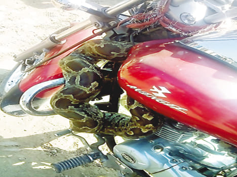 The bike fell on the dragon