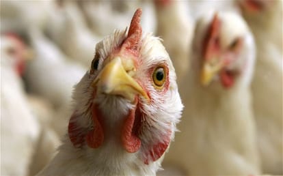 administration alert on Bird flu 