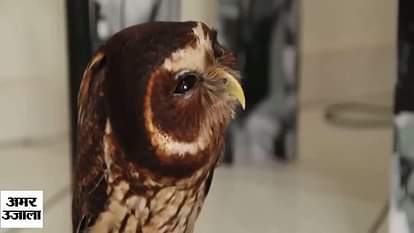 Meerut Owl smuggling superstition on diwali occasion