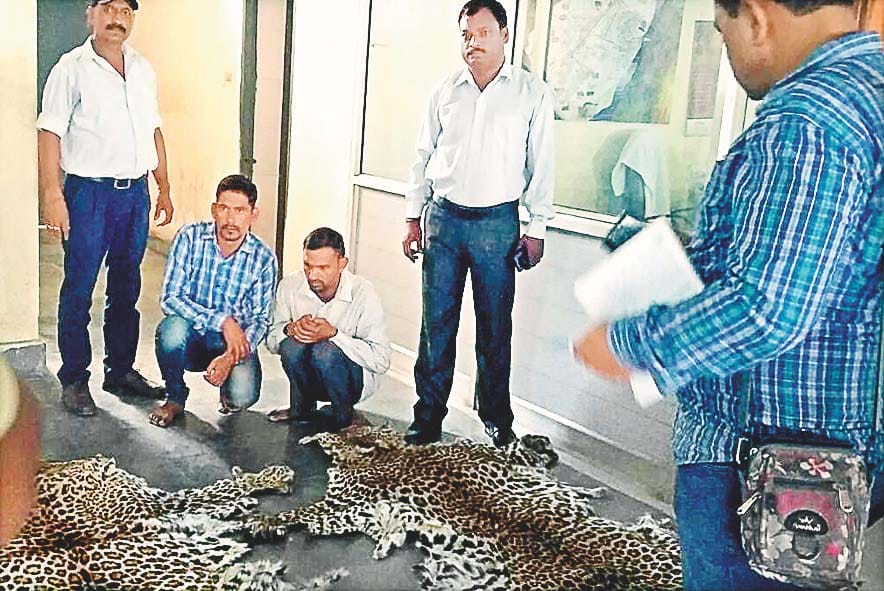 Guldar cede its two skins and two smugglers