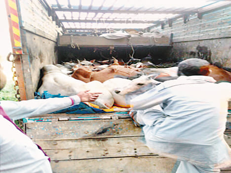 Its progeny in Beniganj full truck caught