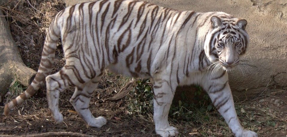 White Tiger Understands Only Tamil