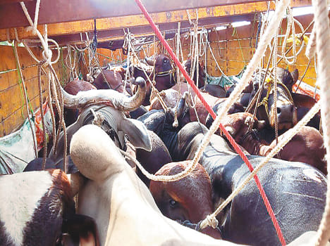 three anilaml smgller caught