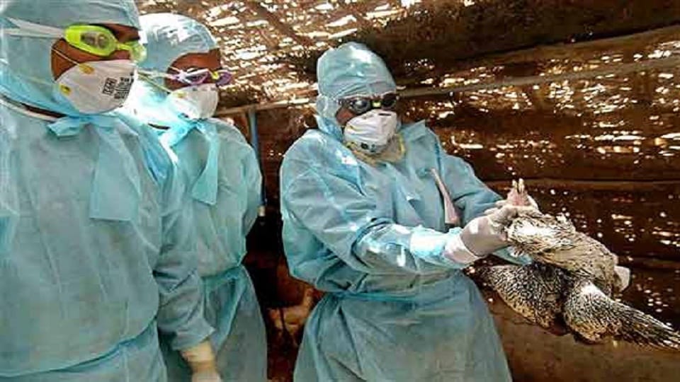  bird flu confirmed in the test report in mp