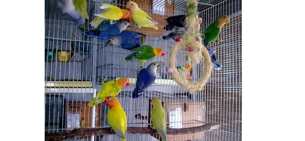 Himachal govt going to ban to keep birds in cages 