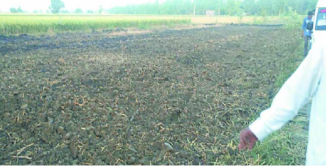 crop hisar, Hisar