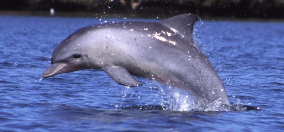 dolphins counting begins in the ganga river 