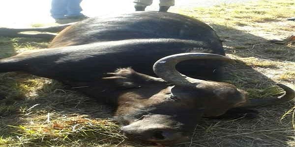 buffalo beaten by two fir 