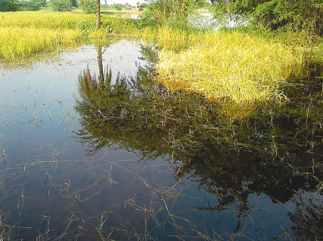 Khandi cutting 250 acres of crops submerged