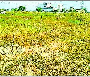Dried three lakh trees in negligence