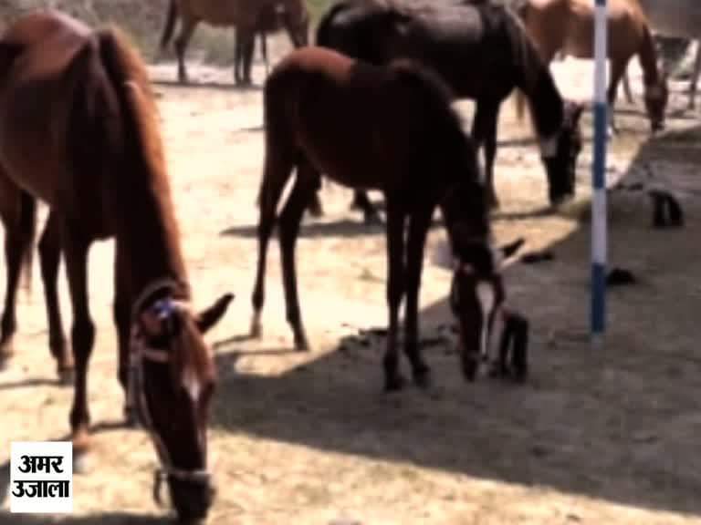 देखिए गुजरात के इस मेले में लगी है ऊंट, घोड़े और गधे की SALE