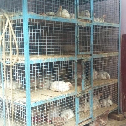 Bird flu virus found in crows, stir, poultry farm investigation started