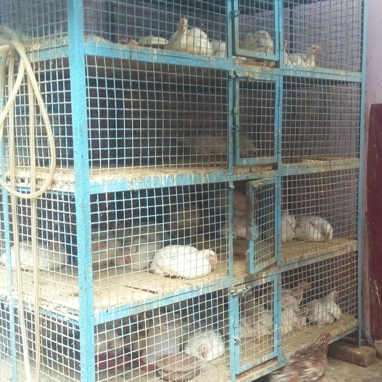 chicken cost half in maharajganj due to Bird flu