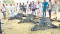 jind, dead, village, nangragh, three buffallow, harayana