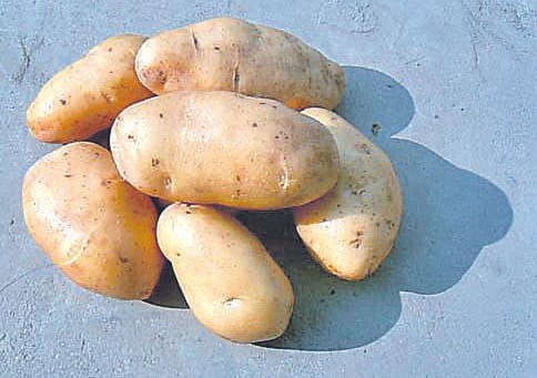 Walking off the sow Potatoes and beans in the village dump