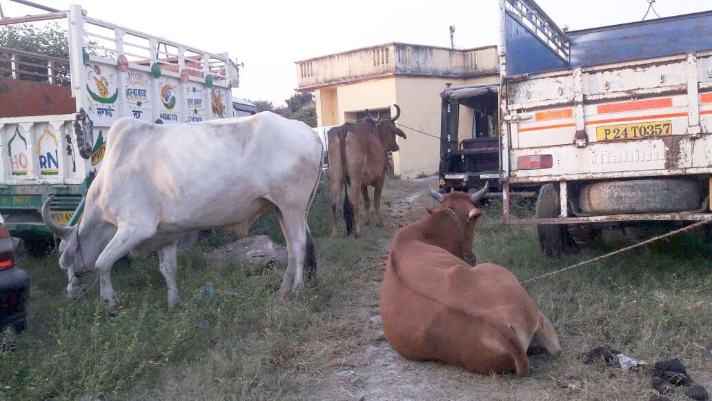 3 animals found 