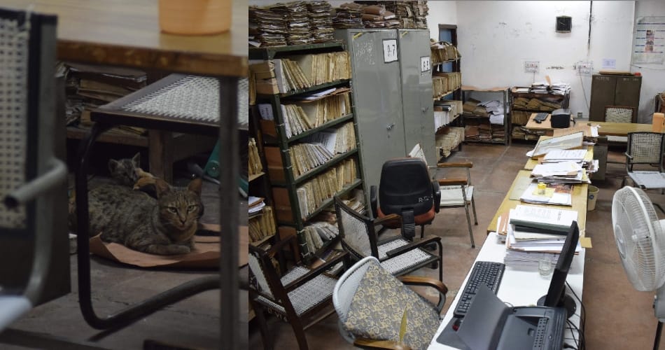 UT Secretariat, Cat terror in UT Secretariat, cat in UT Secretariat