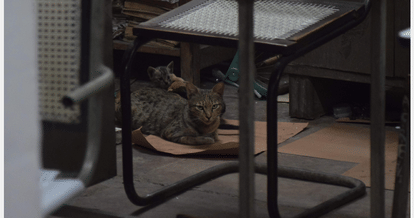 UT Secretariat, Cat terror in UT Secretariat, cat in UT Secretariat