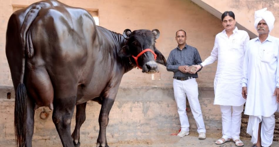 Sapna delivery Before going to bihar, murrah buffalo Sapna of 27 lakh in jind of haryana