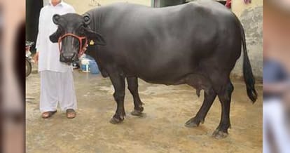 murrah buffalo Sapna of 27 lakh in jind of haryana, diet also amazing