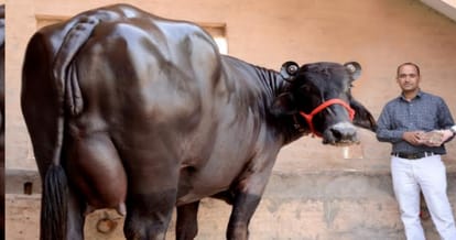 murrah buffalo Sapna of 27 lakh in jind of haryana, diet also amazing