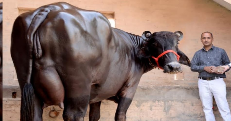 Sapna delivery Before going to bihar, murrah buffalo Sapna of 27 lakh in jind of haryana