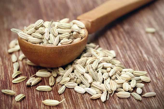fennel seed benifits for health.