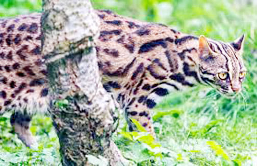 where reached more long-legged leopard cat