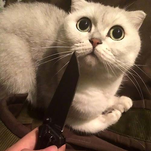 Russian girl arrested for harassing dogs and cats 