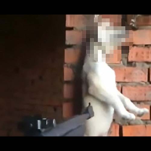 Russian girl arrested for harassing dogs and cats 