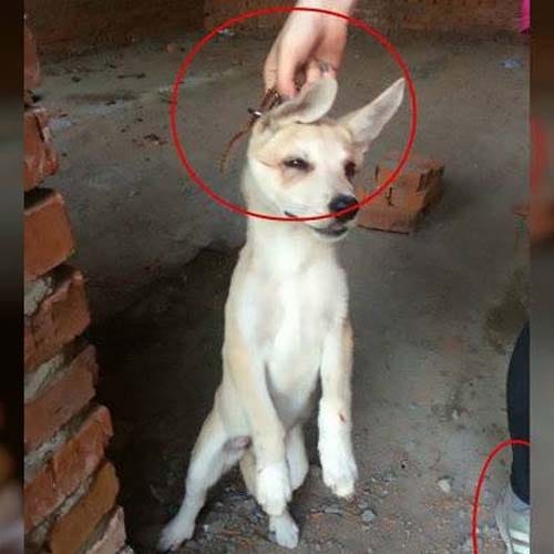Russian girl arrested for harassing dogs and cats 