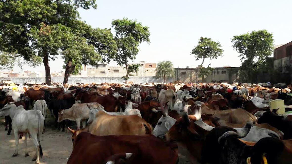 Free hundreds of its progeny, five smugglers arrested