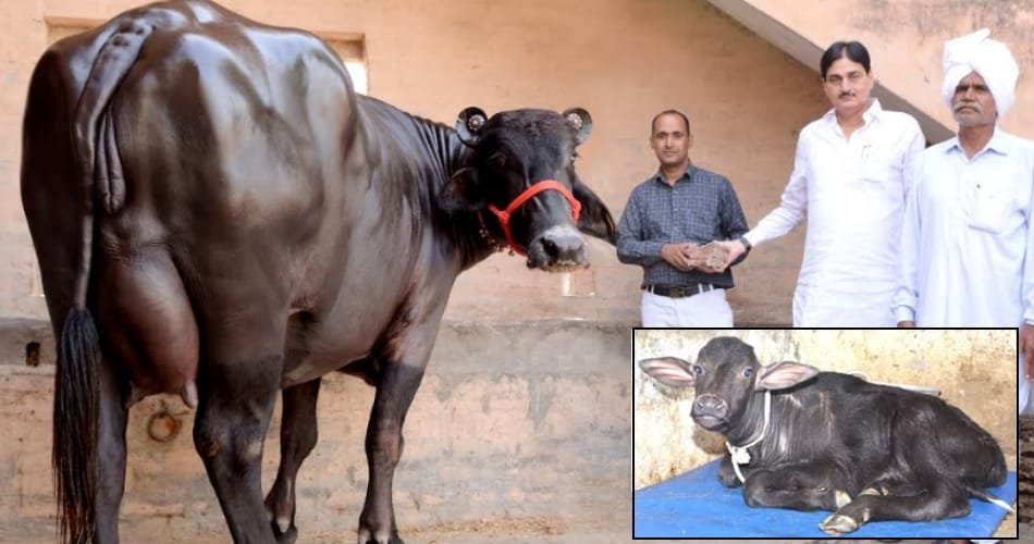Sapna delivery Before going to bihar, murrah buffalo Sapna of 27 lakh in jind of haryana