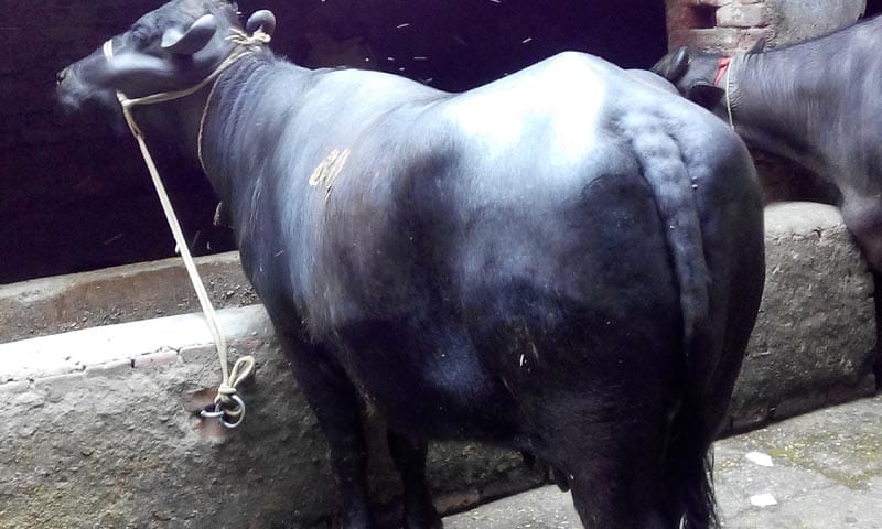 Sapna delivery Before going to bihar, murrah buffalo Sapna of 27 lakh in jind of haryana