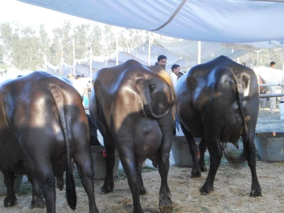Sapna delivery Before going to bihar, murrah buffalo Sapna of 27 lakh in jind of haryana
