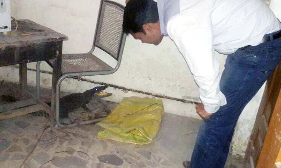 Congress city president entered the home of Crocodile