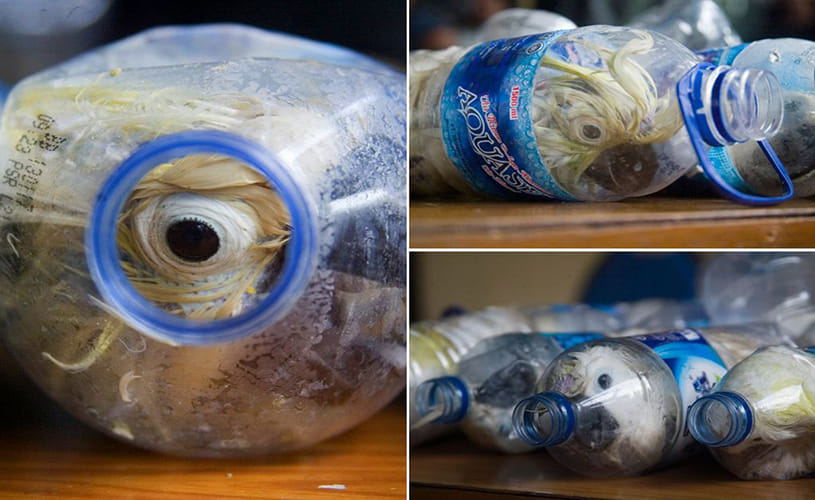 smuggling cockatoos in water bottles