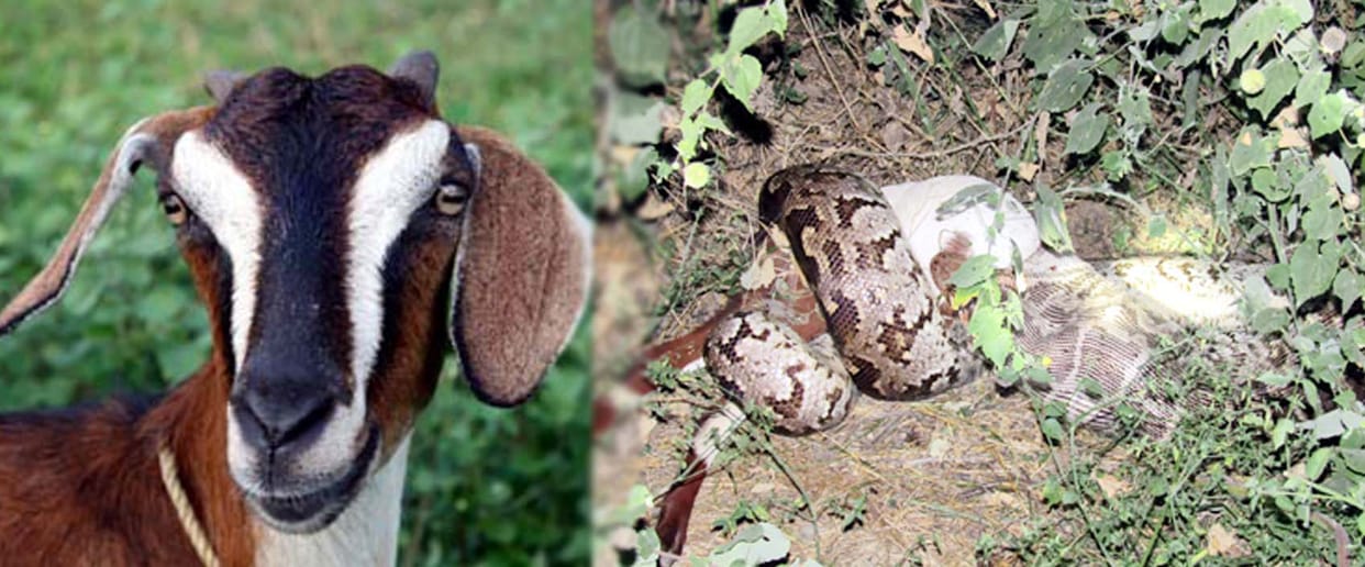 when Python devoured alive goat