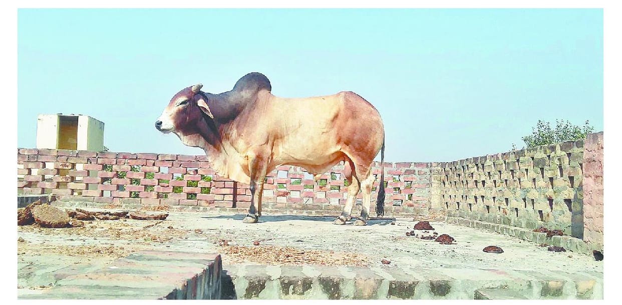 bull, panipat, haryana