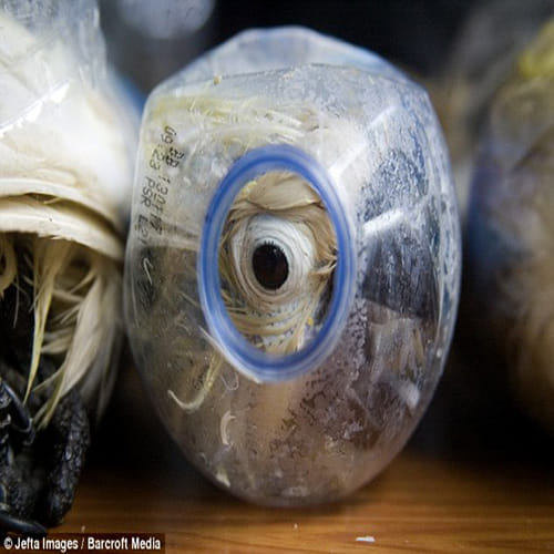smuggling cockatoos in water bottles