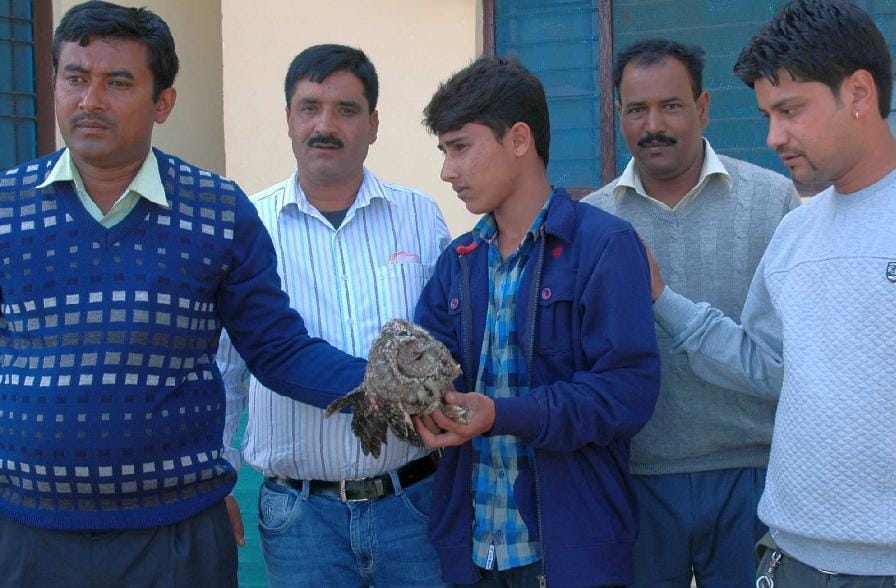 Owl caught up with the young man, jailed