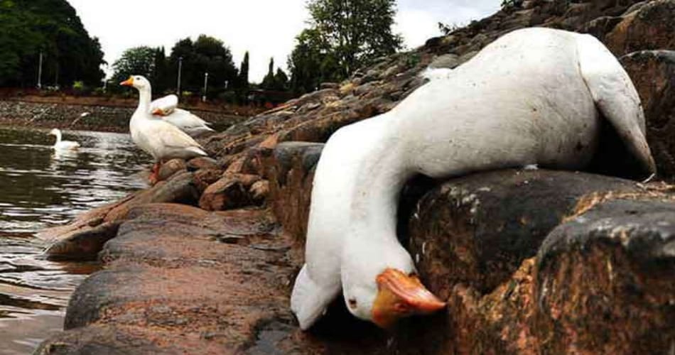 bird flu in punjab, 5 duck death in rajpura punjab
