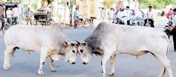 stray animals on passers attack several injured