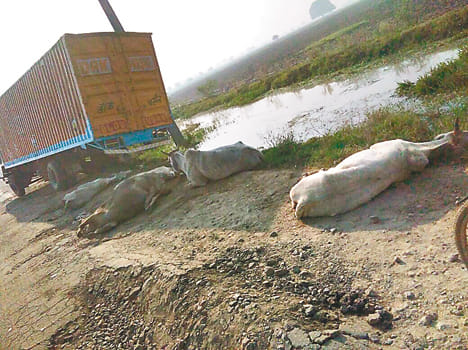 Two trucks laden holding its progeny, two accused arrested