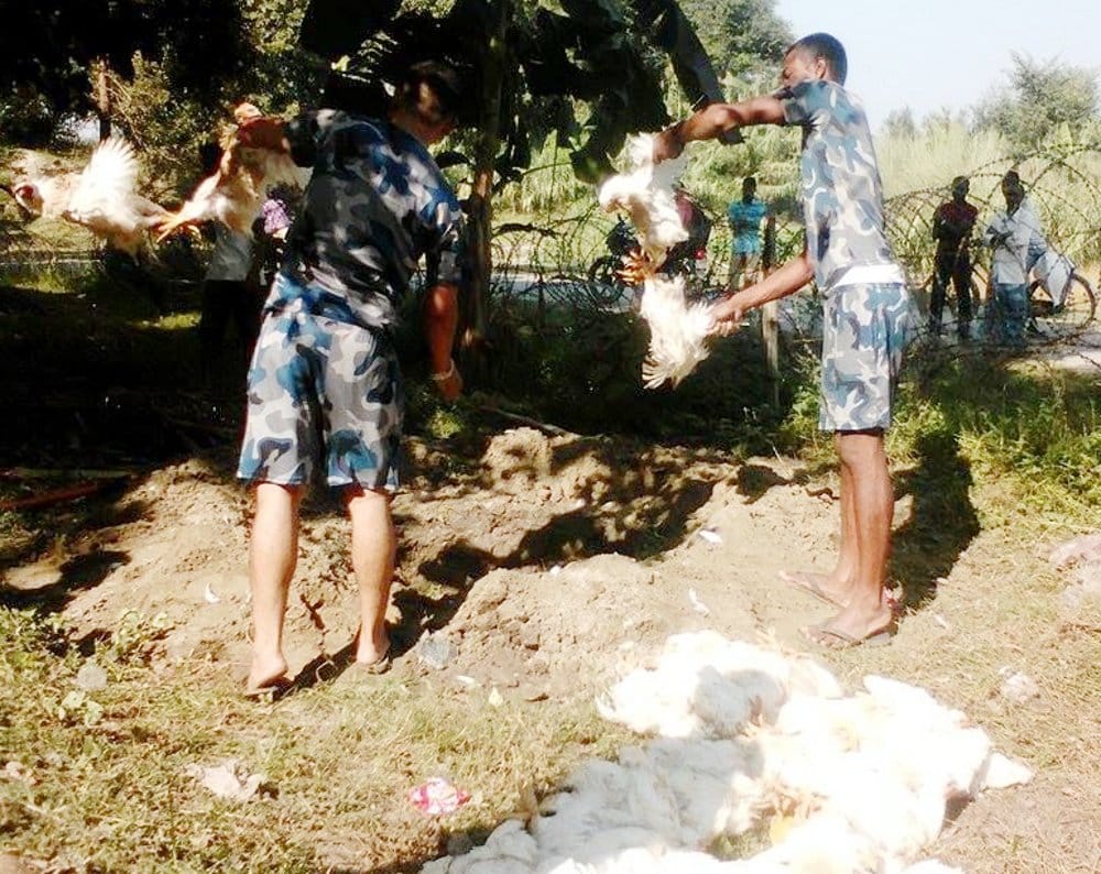 3 quintal chicken destroyed