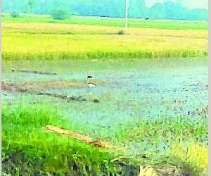 Minor cut, submerged 200 acres of paddy crop